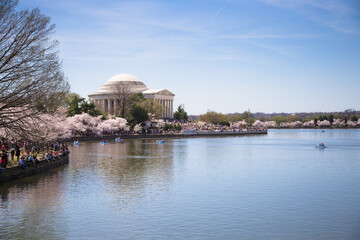 Spring Cherry Blossom Thomas Jefferson Memorial