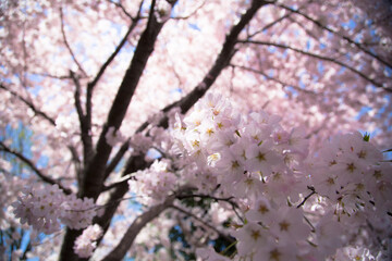 Cherry Tree Pink Blossom