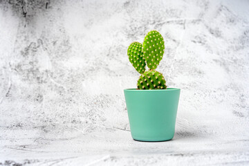 Green cactus in a pot on a stone table. Natural background, space for text
