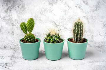 Three small cacti stand in a row on a stone table. Natural background, space for text