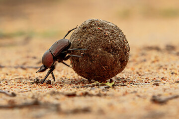 Dung beetle on his dung ball to impress the ladies in Sabi Sands GR,  part of the greater Kruger region in South Africa - obrazy, fototapety, plakaty