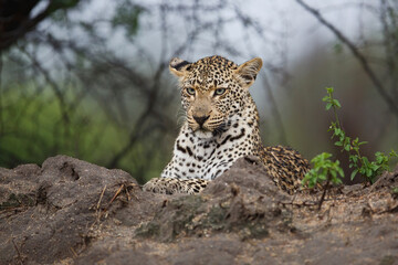 Fototapeta na wymiar Portrait of a Leopard female in Sabi Sands game reserve in the Greater Kruger Region in South Africa