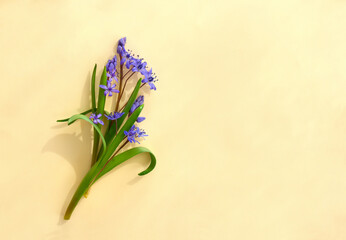 Beautiful blue flowers snowdrops Scilla bifolia ( alpine squill, two-leaf squill ) on a yellow golden background with space for text. Top view, flat lay. Spring decoration