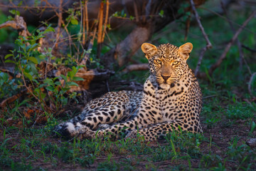 Fototapeta na wymiar Leopard resting in Sabi Sands game reserve in the Greater Kruger Region in South Africa