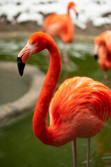 Obraz premium Flamingos, Phoenicopteridae