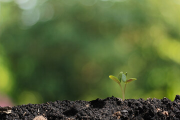 agriculture plant seeding growing step concept in garden