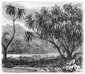 Common screwpine (Pandanus utilis) rising on river shore aquatic vegetation. Ancient grey tone etching style art by B�rard on Le Tour du Monde, Paris, 1861