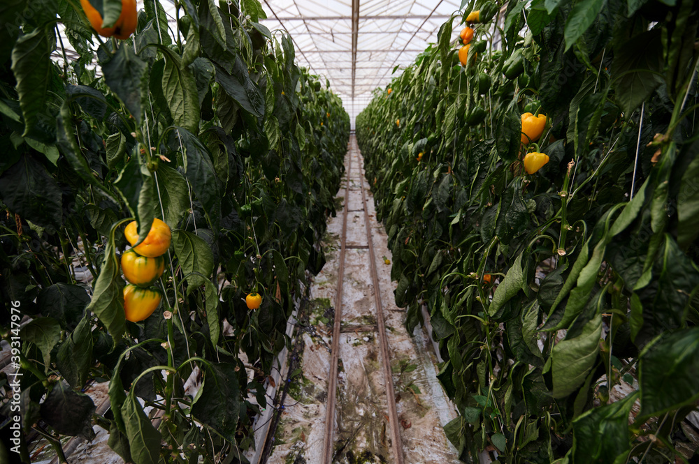 Wall mural inside a modern greenhouse, sweet bell pepper is grown. you can see rows of planted peppers with yel