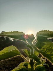 sunset over the mountains
