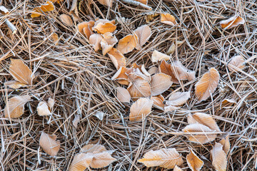Fallen leaves covered with hoarfrost