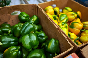 Harvesting inside a modern greenhouse. In the foreground there is a cardboard box with green bell pepper fruits, in the background yellow fruits.