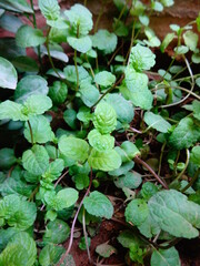 the photos with leaves and green plan with soil