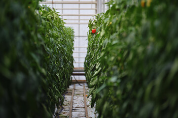 Fototapeta na wymiar Modern greenhouse. Perspective view between plant rows. Hydroponics.