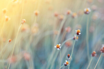 Beautiful blur Flower in the field 