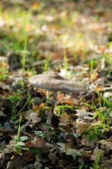 large wet mushrooms in the forest