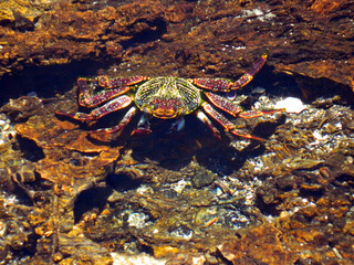 crab on a rock