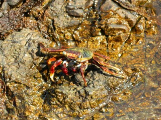 crab on the beach