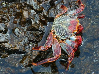crab on a rock