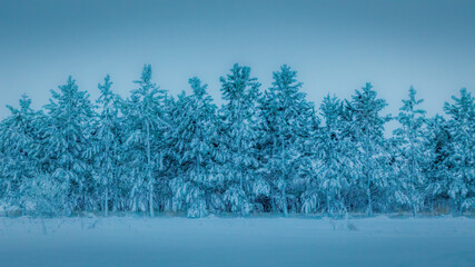 Blue hour winter landscape winterscape scene taken during a snowfall with heavy snow on the branches of a line of ponderosa pine trees.