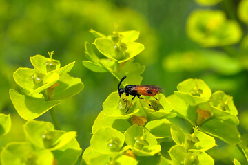 A selective focus shot of a small insect on yellow green spurge euphorbia in the sunlight - stockphoto