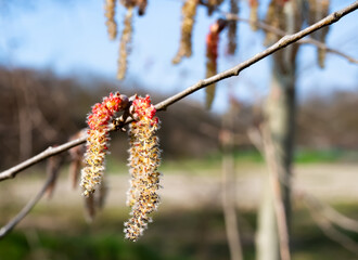 Haselnuss, Corylus avellana, Blüte
