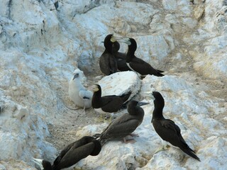 pigeons on the rocks