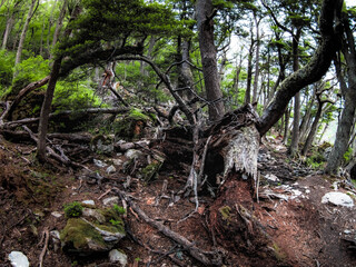 tree in the forest
