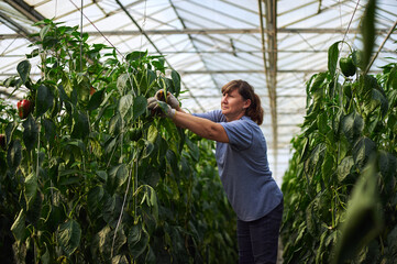 Work in modern greenhouses. A woman in a blue dress with scissors in her hands collects the fruits of the bell pepper.