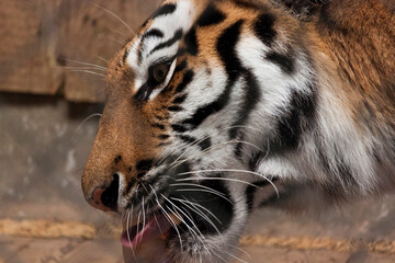 Seitlicher Tigerkopf beim fressen in Nahaufnahme