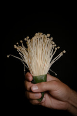 hongos alimento sabor condimento