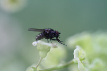 Black Fly on Green Leaf. Closeup fly insect with Macro Selective Focus.