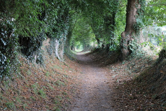 chemin dans le bocage normand