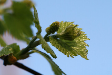 Green vine leaves on branch with sunlights. Close up of vine leaf. 