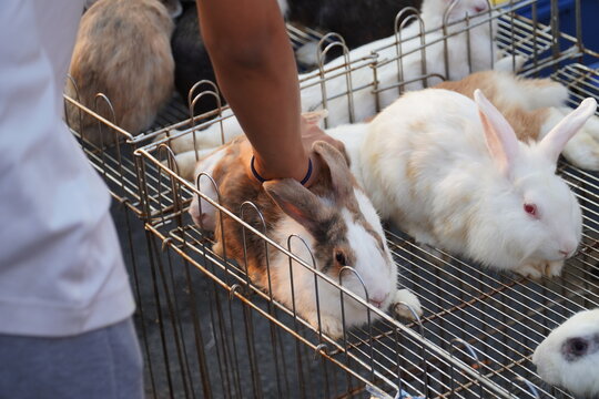A man is petting a rabbit that was sold at the festival.