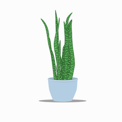 Sansevieria or Snake Plant vector illustration, green flower with blue pot isolated on white background. 