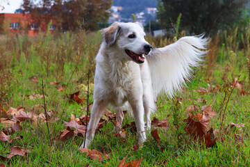 closeup of a white and brown dog in an autumn setting