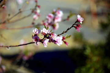 Pink flowers with a green background, Jabal Akhdar, Sama Heights, Oman