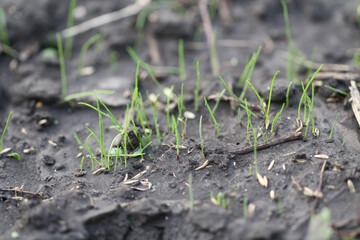 Close up of growing grass on wet ground. Macro focus on small green grass. Growing weed.