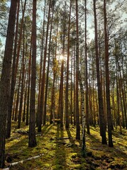 Fototapeta premium autumn forest in the morning