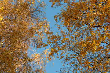 Birch branches with yellow leaves in autumn on blue sky background. 