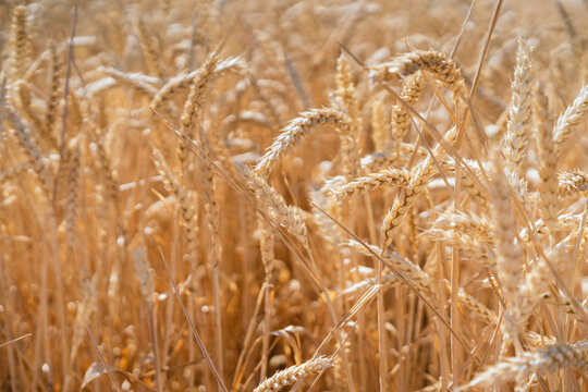 Endless golden wheat field in countryside on background of blue cloudless sky on sunny day
