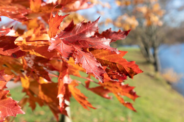 Red maple leaves on a bright sunny day in an autumn park. Poster, wallpaper.