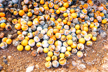 Rotten and spoiled oranges in a fruit plantation.