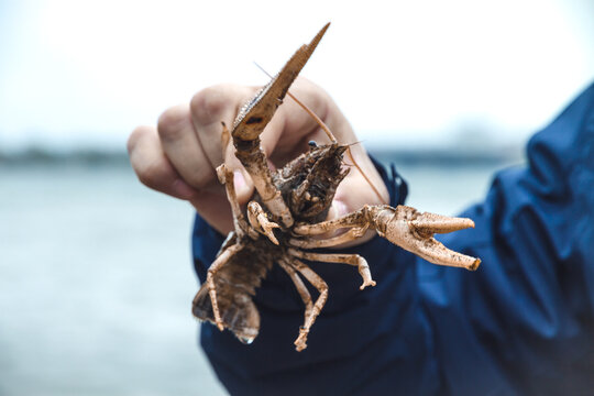 A large male hand holds a large crayfish in the hands
