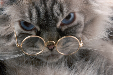 Cat with glasses