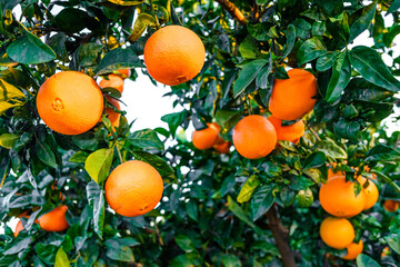 Ripe oranges on a citrus tree in a Mediterranean orchard.