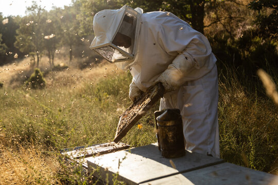 Anonymous beekeeper in protective gloves fumigating beehive with smoker while working on apiary in sunny day