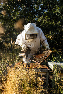 Anonymous beekeeper in protective gloves fumigating beehive with smoker while working on apiary in sunny day