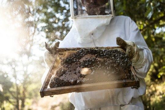 From below closeup of honeycomb frame with bees held by crop anonymous beekeeper in protective workwear during honey harvesting in apiary