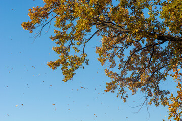 autumn background with oak branches and leaves